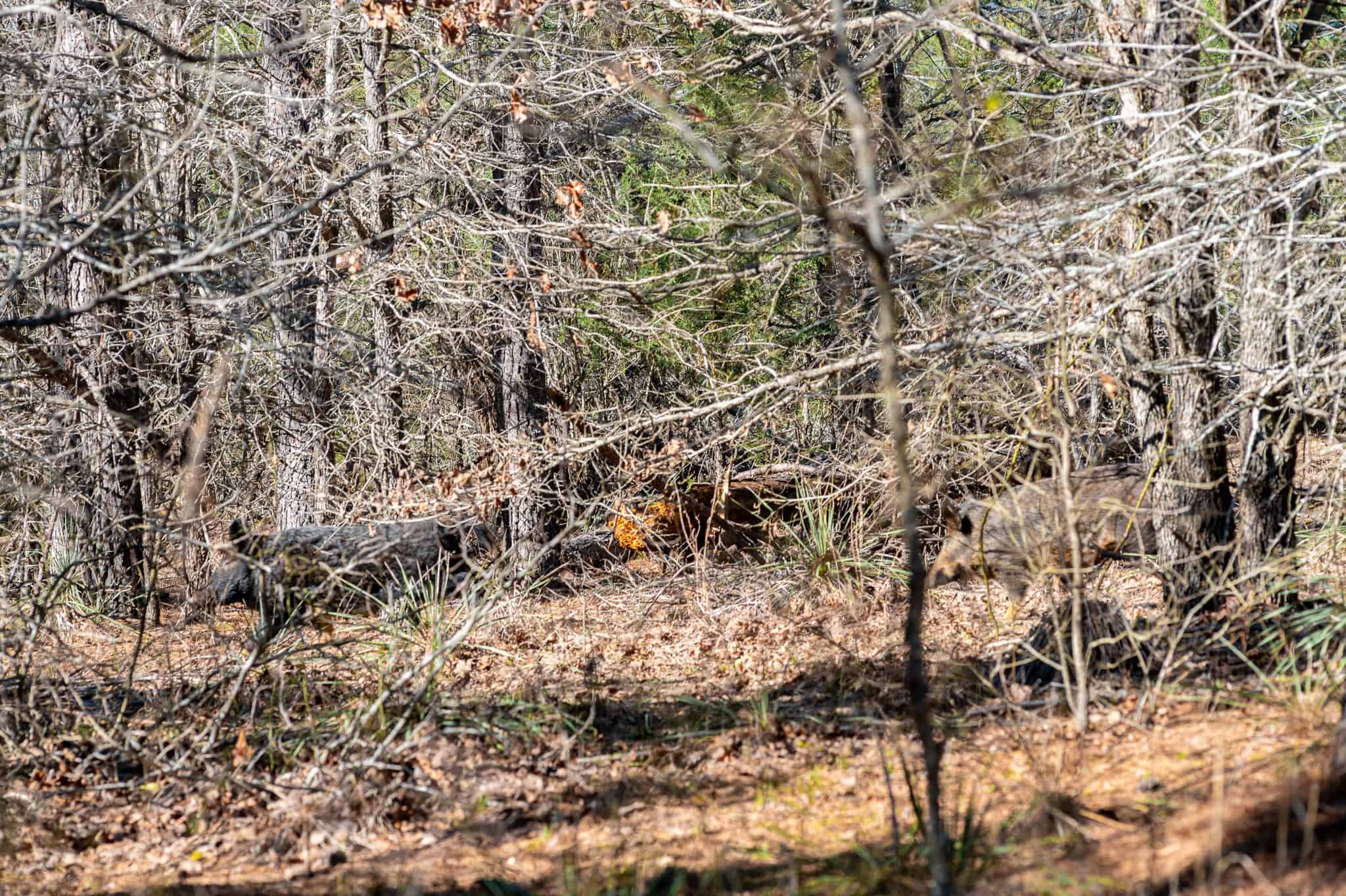 Premier East Texas Hunting & Timberland for Sale – 699 Acres in Ben Wheeler, TX