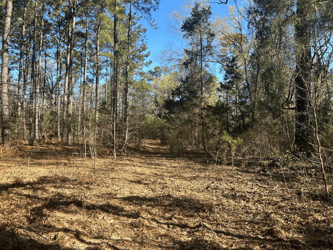 Hunting & Timber Investment Property for Sale in East Texas