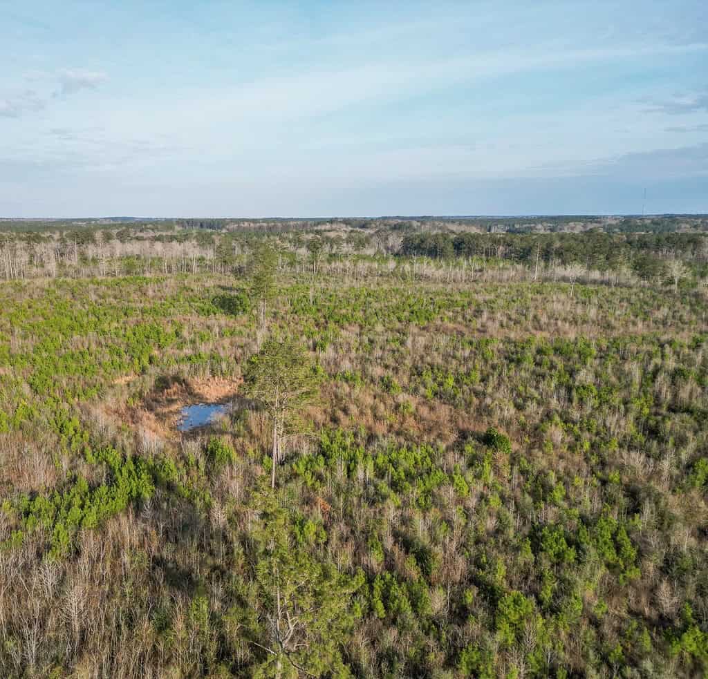 Land for Sale in Amite County, MS