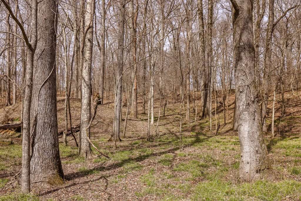 Land for Sale in Warren County, MS