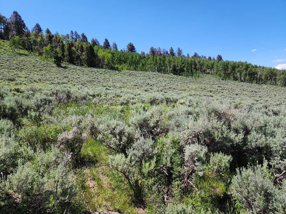 40 Acres in Powderhorn, CO
