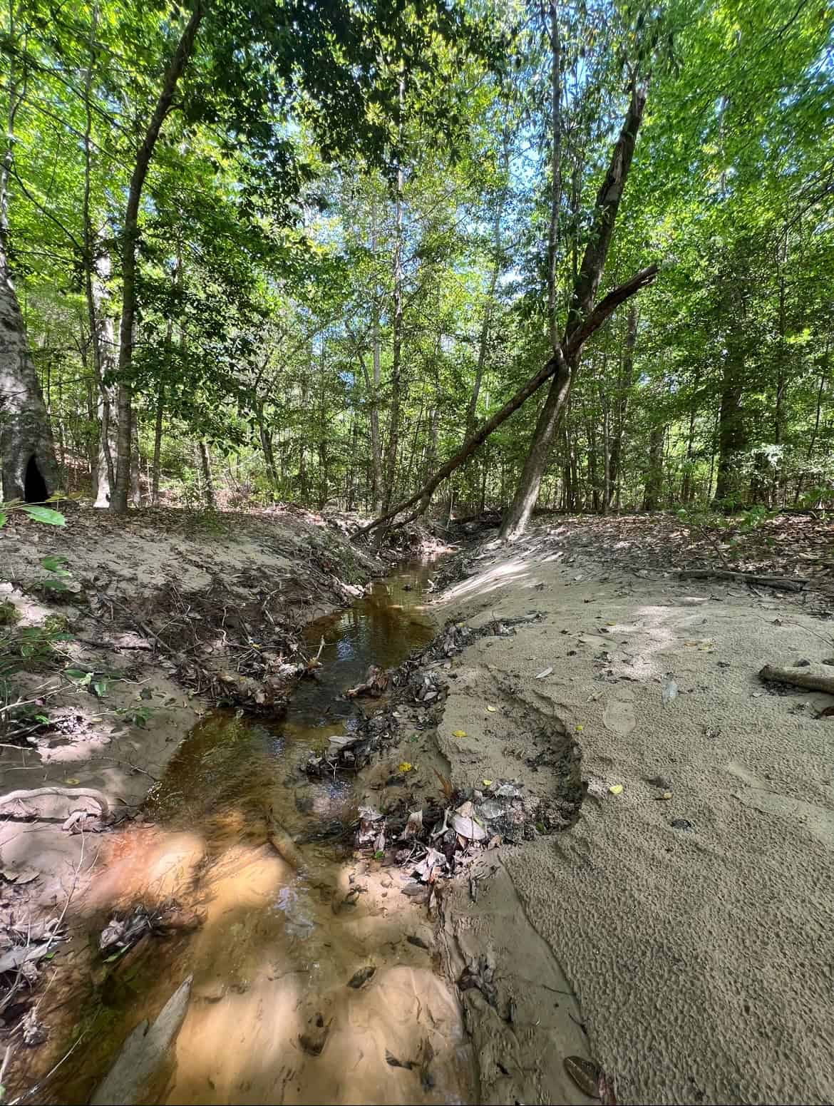 60 Acre Jackson Parish Timberland & Hunting Property