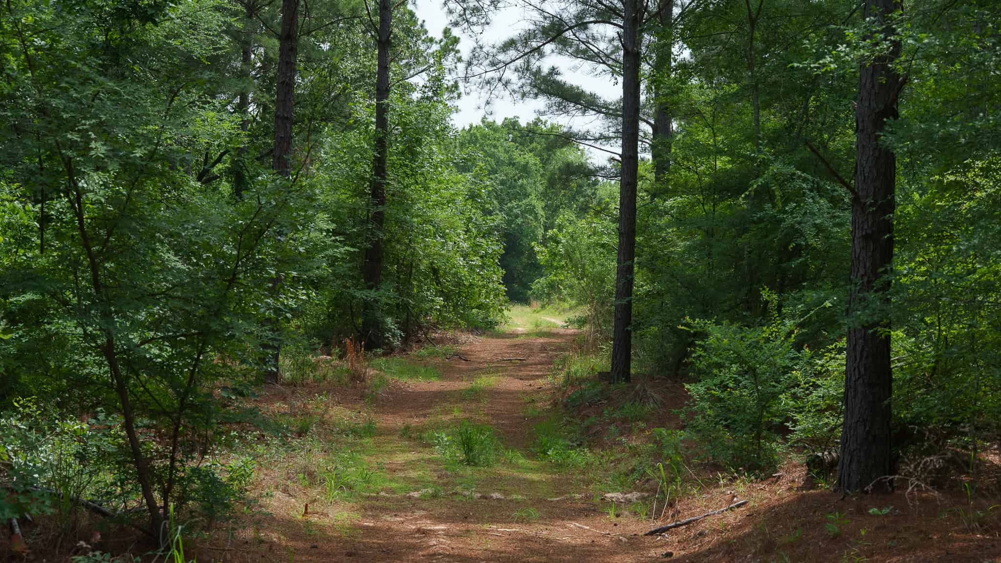 Premier East Texas Hunting & Timberland for Sale – 699 Acres in Ben Wheeler, TX