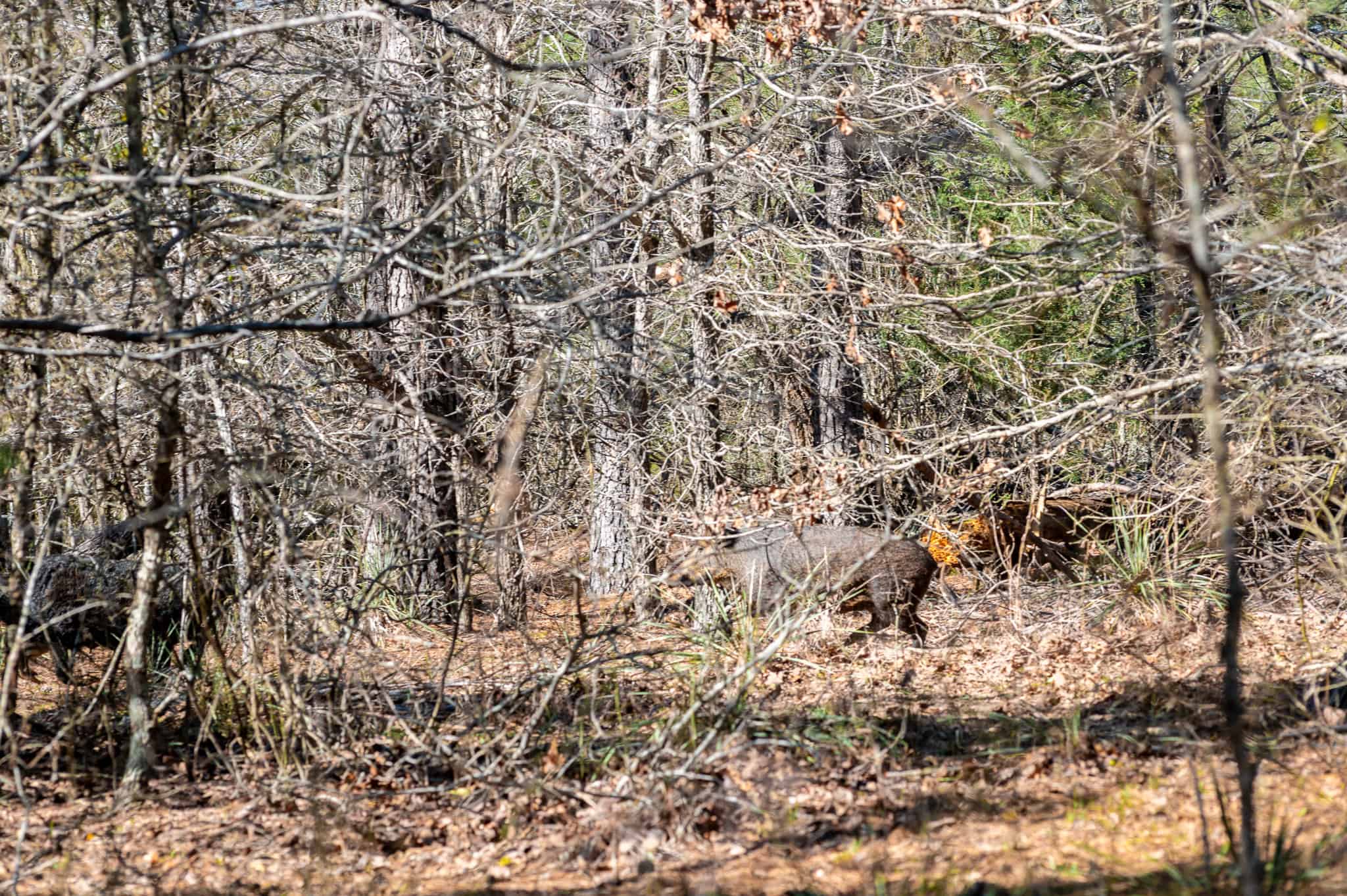 Premier East Texas Hunting & Timberland for Sale – 699 Acres in Ben Wheeler, TX