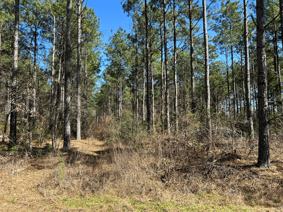 East Texas Timberland Investment & Hunting Tract