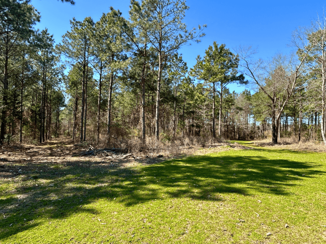 East Texas Timberland Investment & Hunting Tract