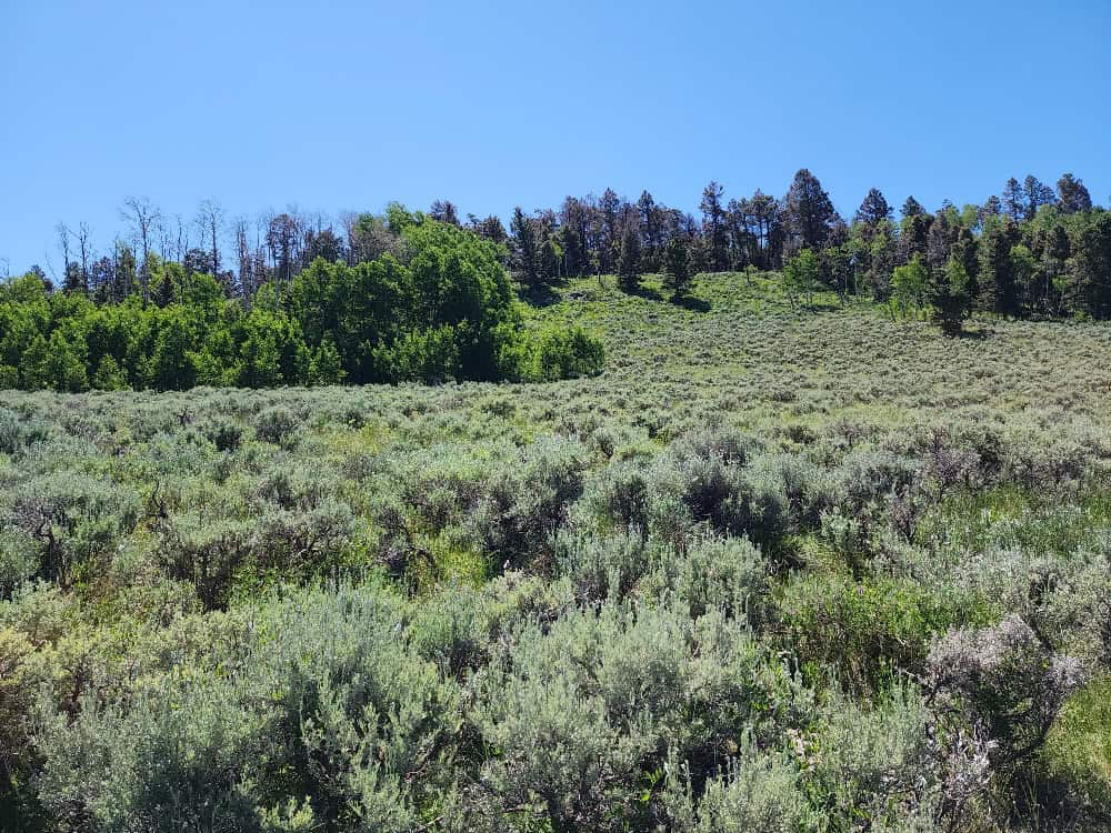 40 Acres in Powderhorn, CO