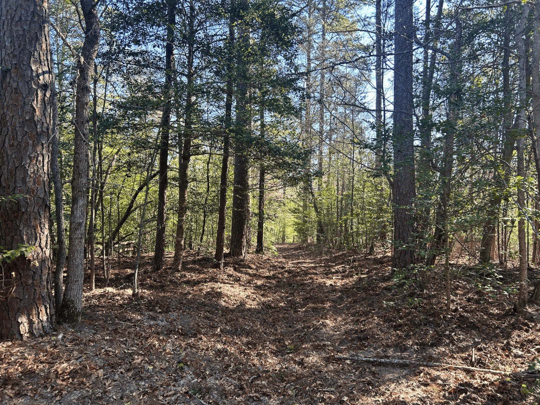 Hunting & Timber Investment Property for Sale in East Texas