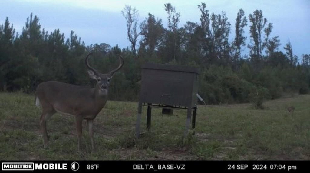 Affordable Hunting Property in Amite County