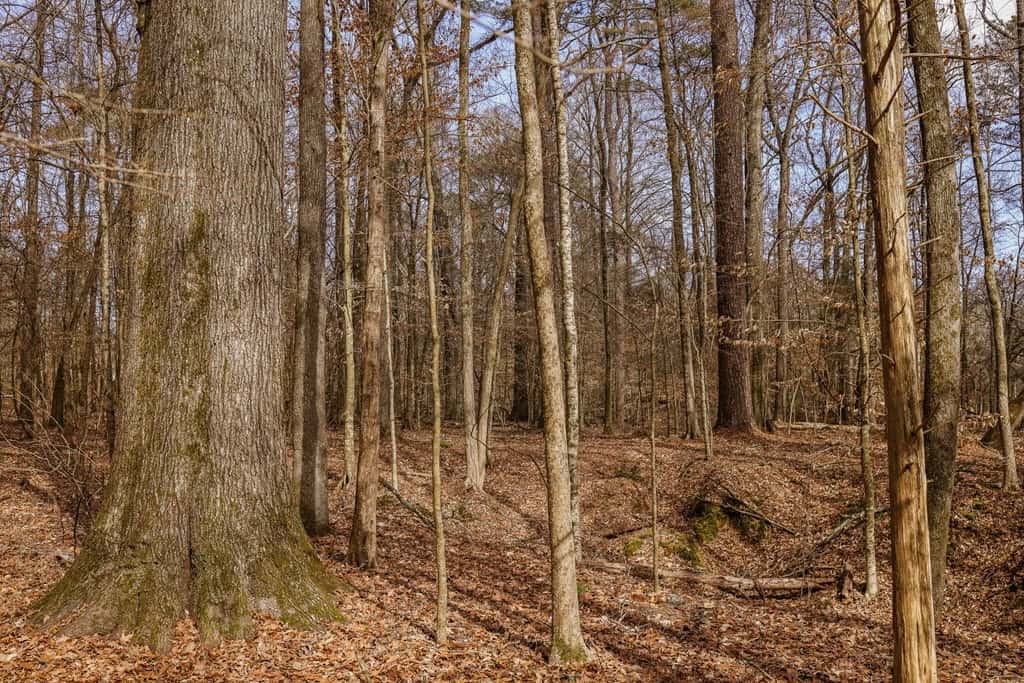 Land for Sale in Warren County, MS