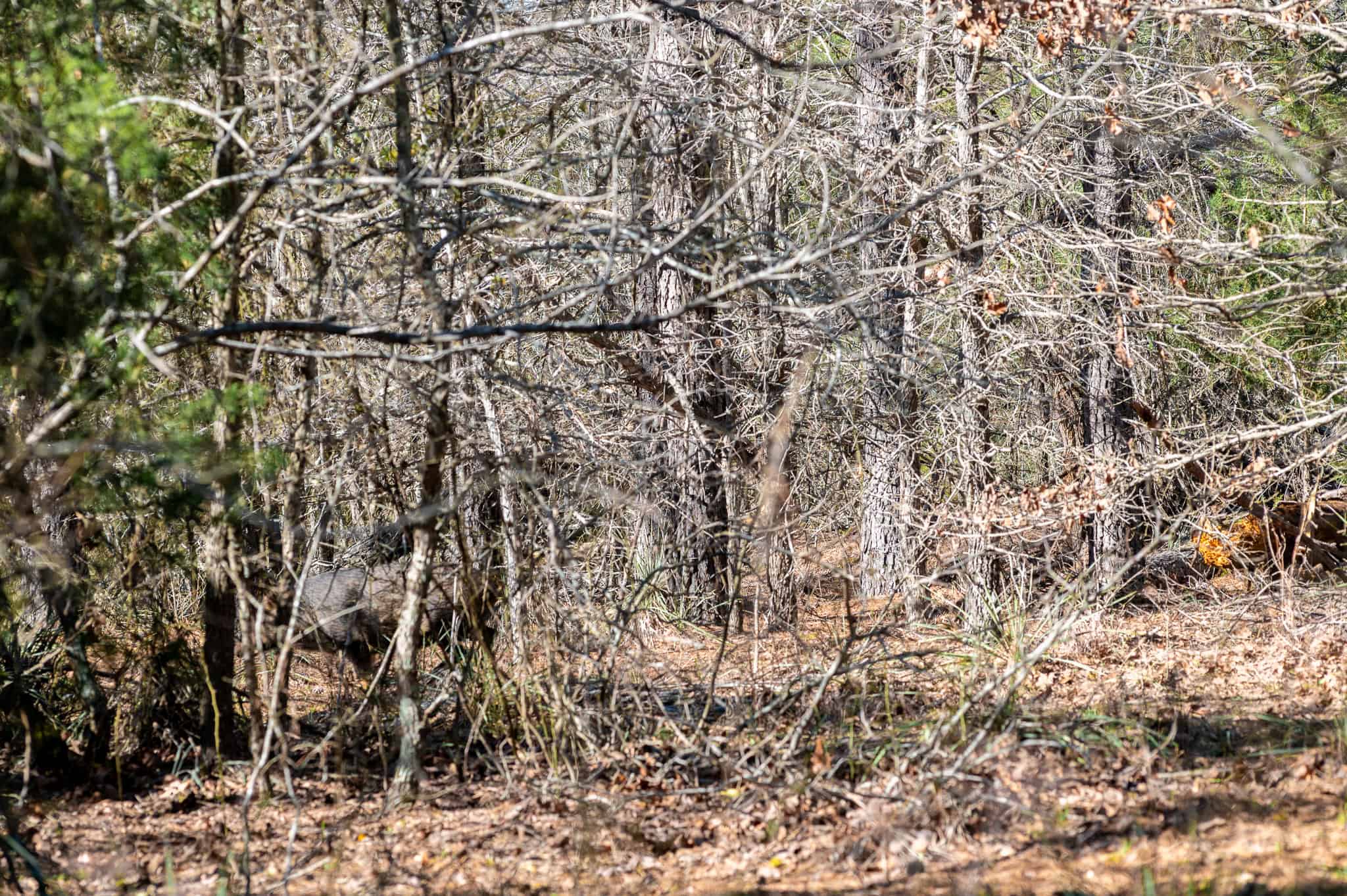 Premier East Texas Hunting & Timberland for Sale – 699 Acres in Ben Wheeler, TX
