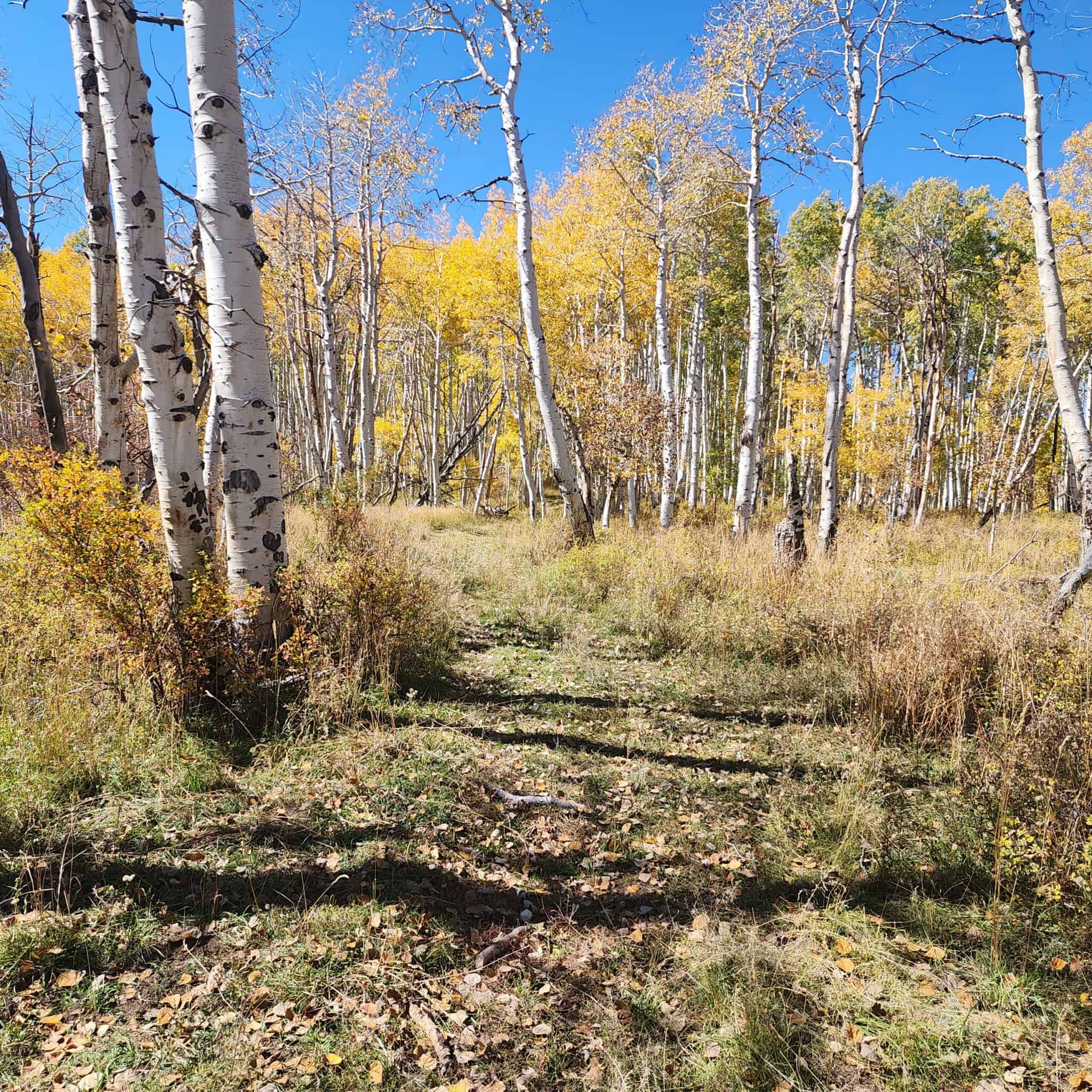Colorado Hunting Property for Sale