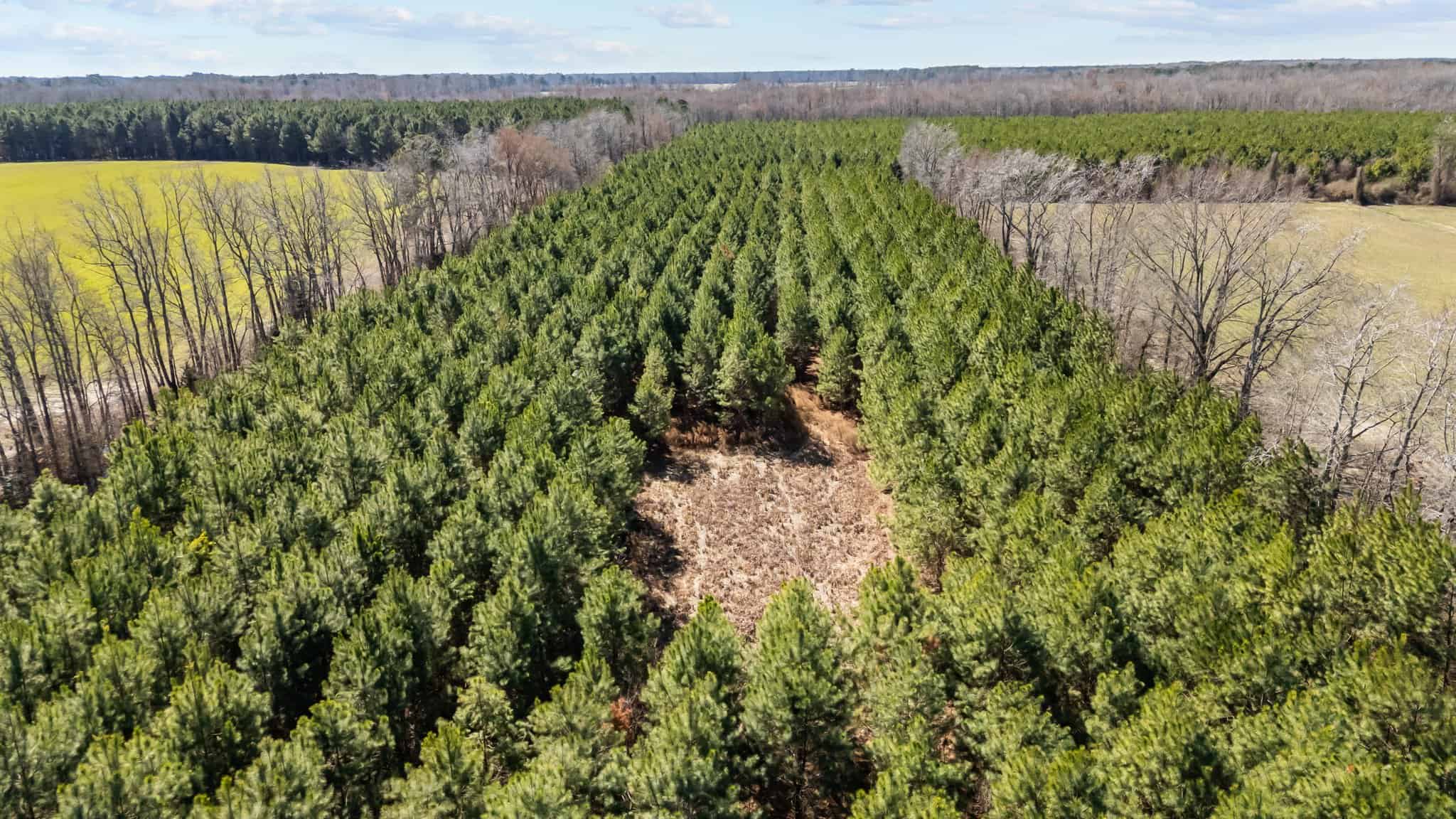 56 Acres of Hunting Property in Bertie County, NC