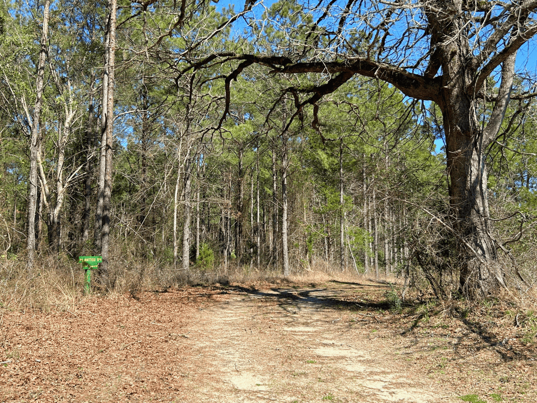 East Texas Timberland Investment & Hunting Tract