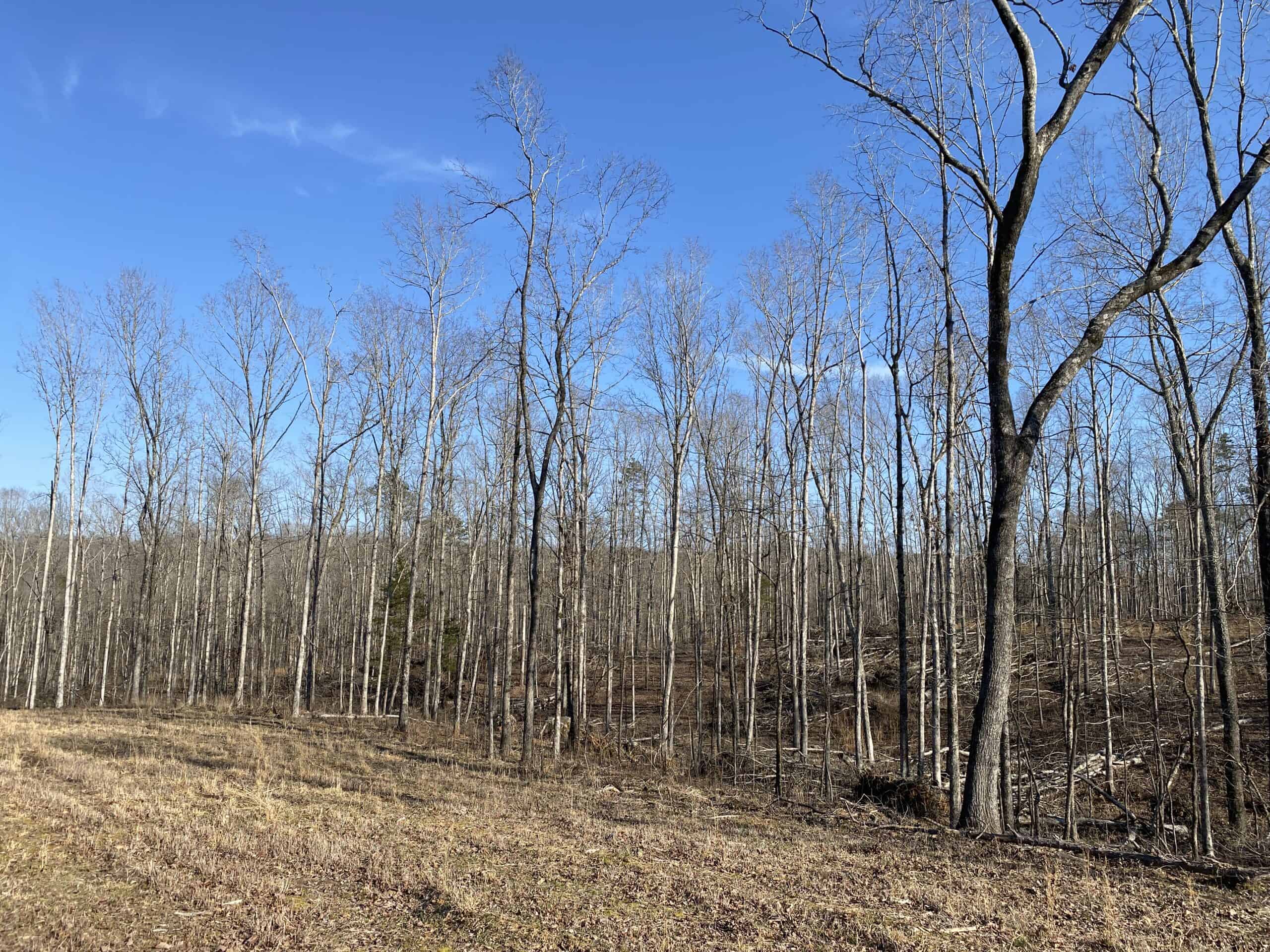 HUNTING PROPERTY FOR SALE IN TN, ROCK BOTTOM CREEKS & 5 FIELDS