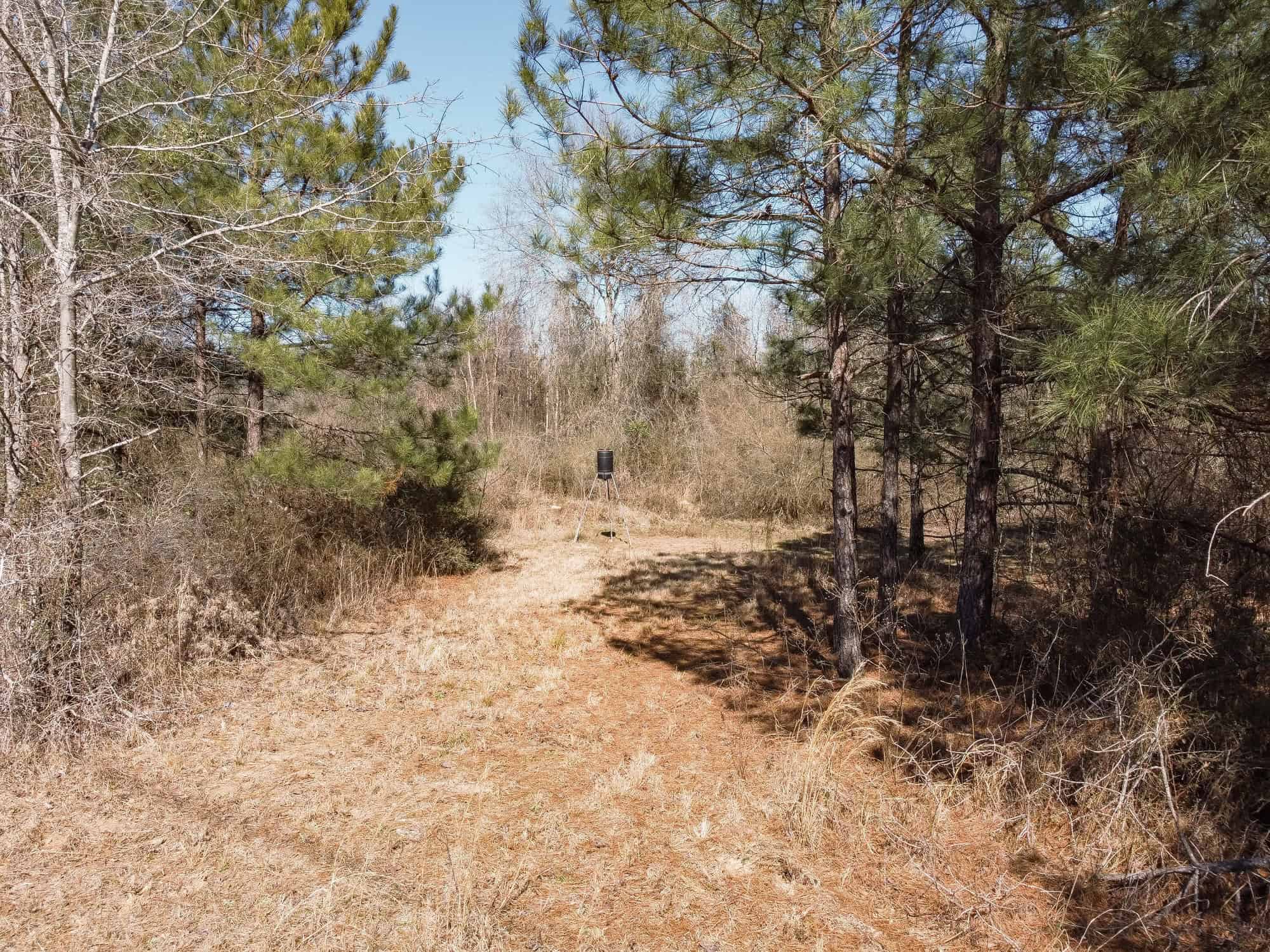 Woodville 54 – SW Lincoln Parish Timber Tract