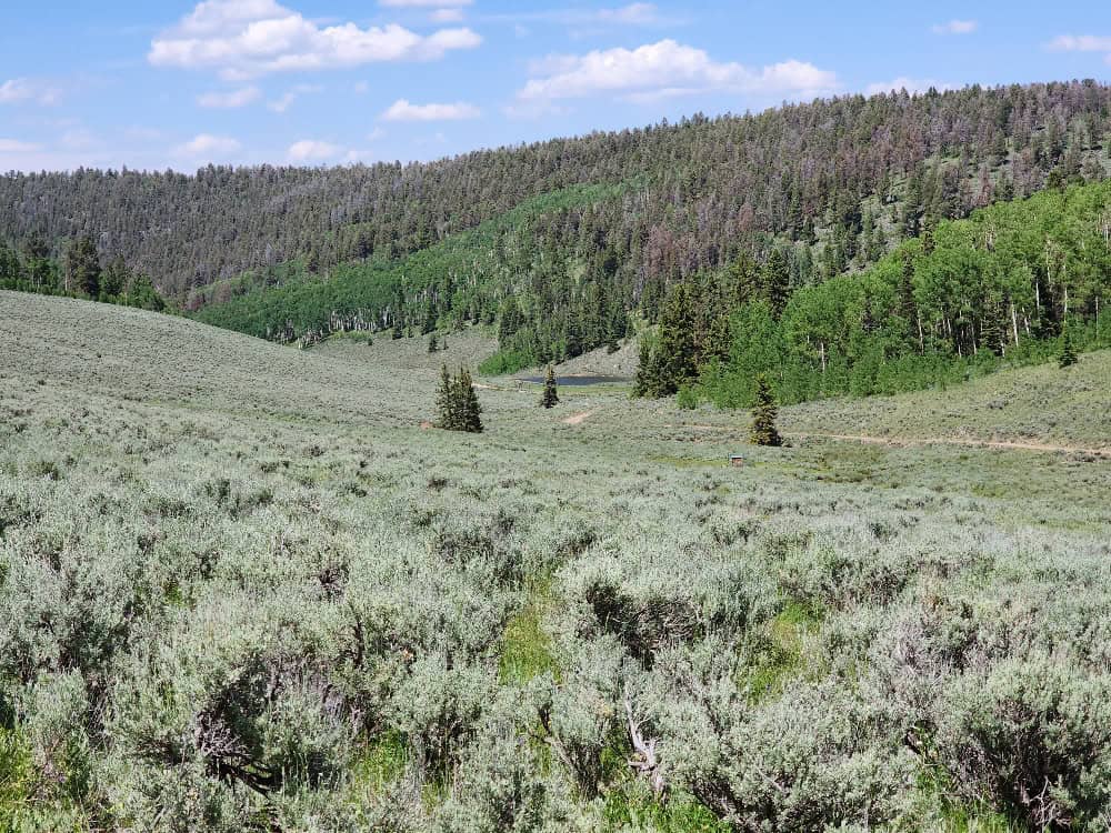 40 Acres in Powderhorn, CO