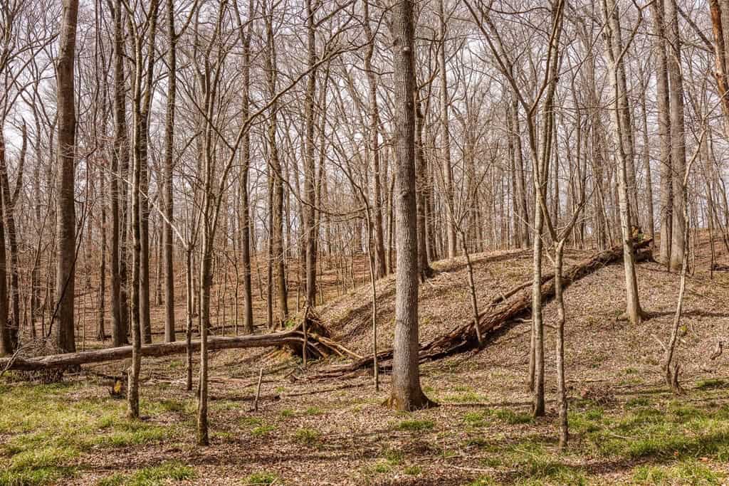 Land for Sale in Warren County, MS
