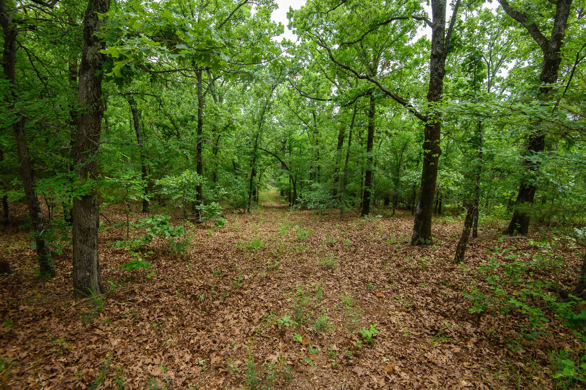 Premier East Texas Hunting & Timberland for Sale – 699 Acres in Ben Wheeler, TX