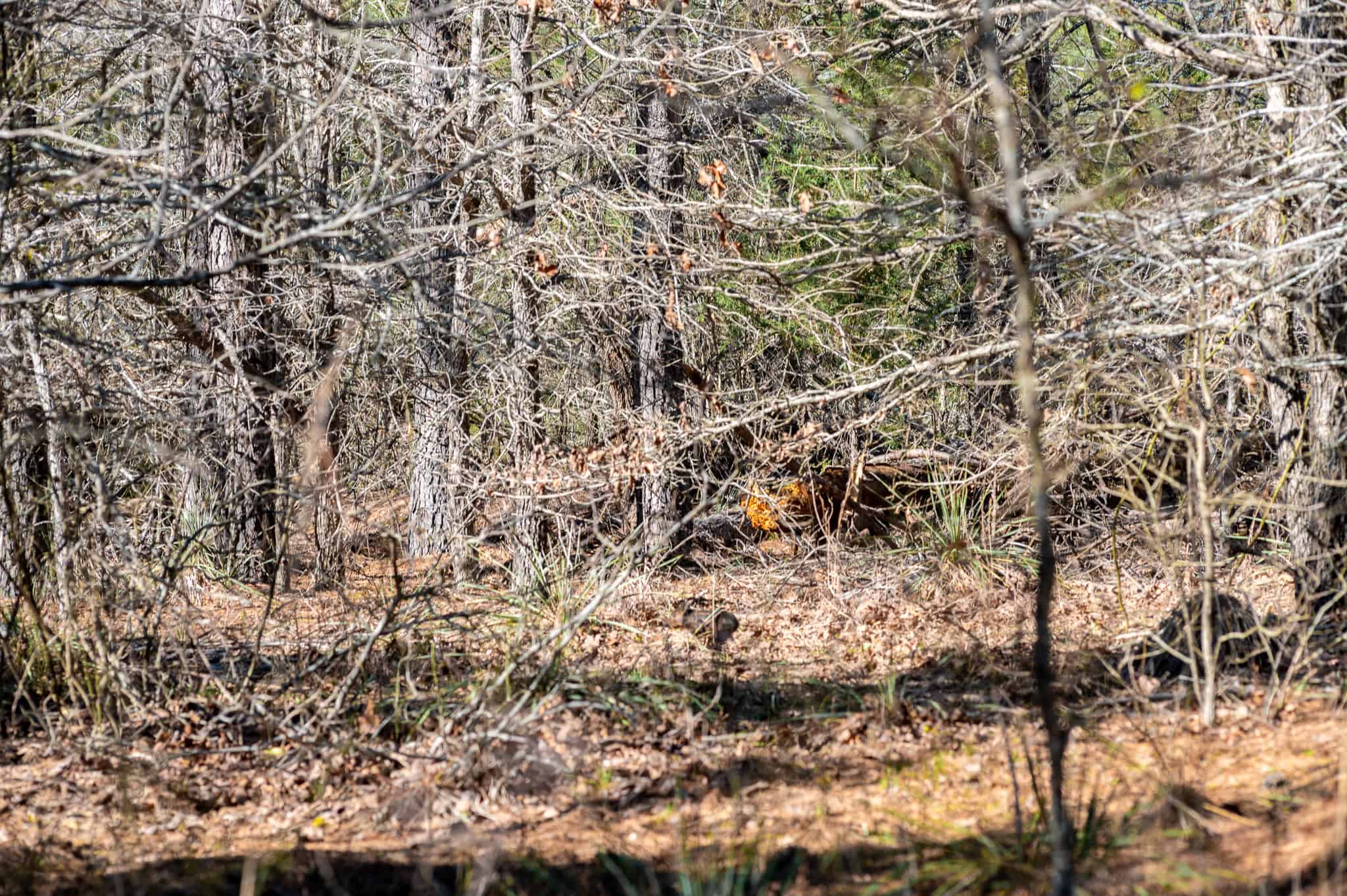 Premier East Texas Hunting & Timberland for Sale – 699 Acres in Ben Wheeler, TX