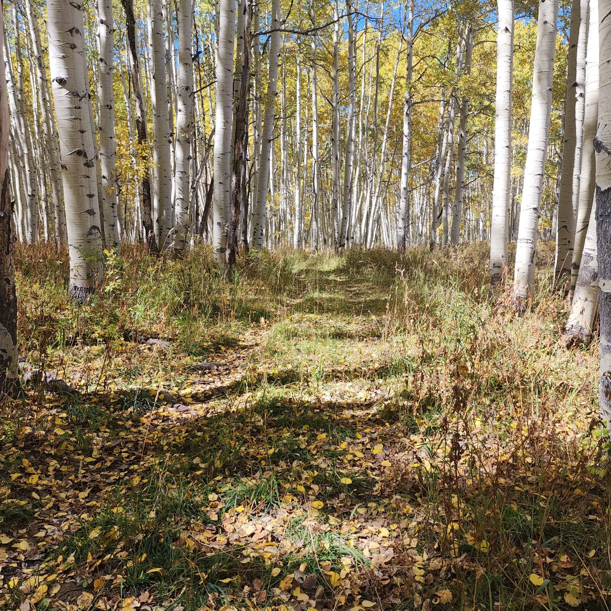 Colorado Hunting Property for Sale
