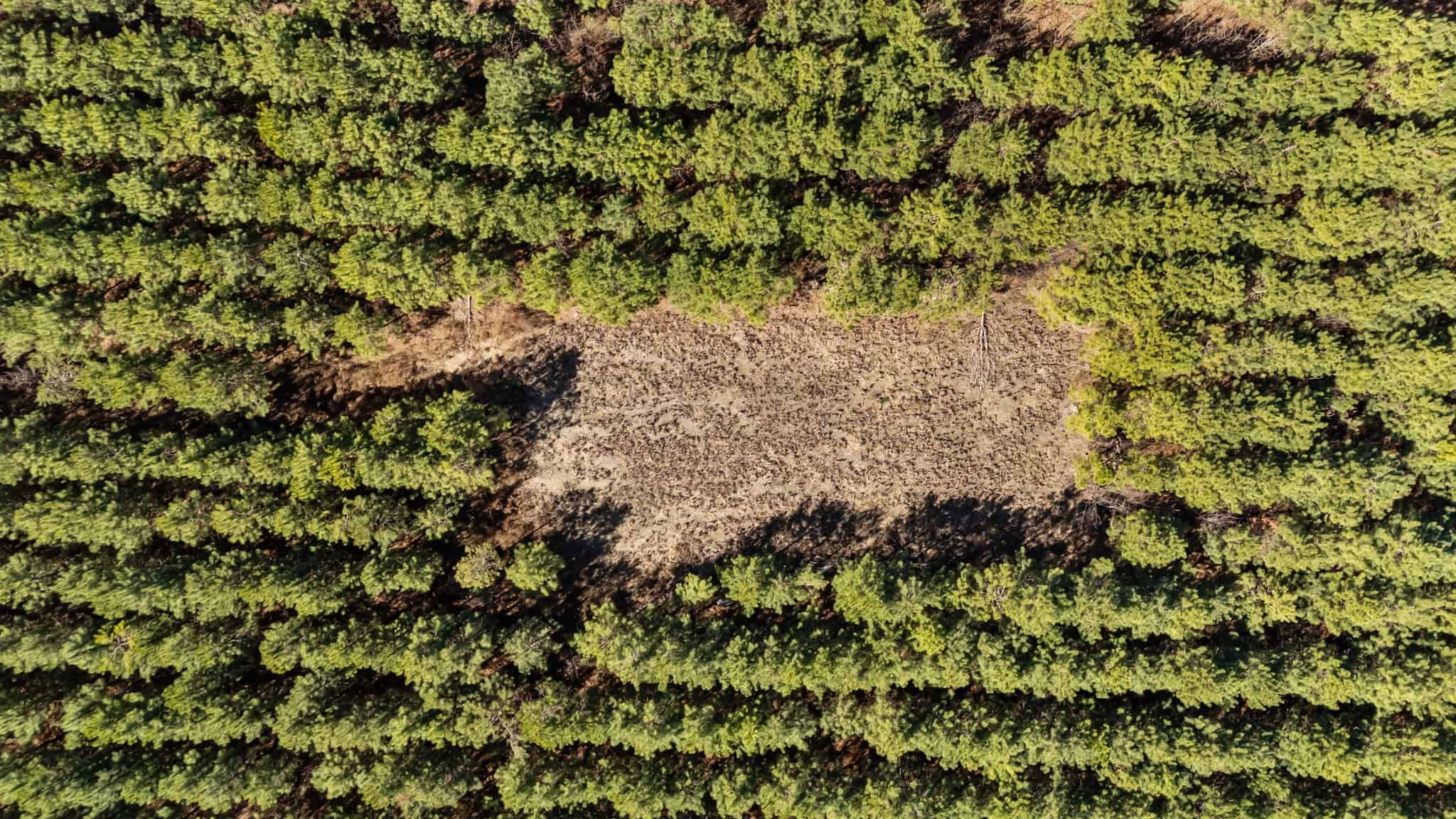 56 Acres of Hunting Property in Bertie County, NC