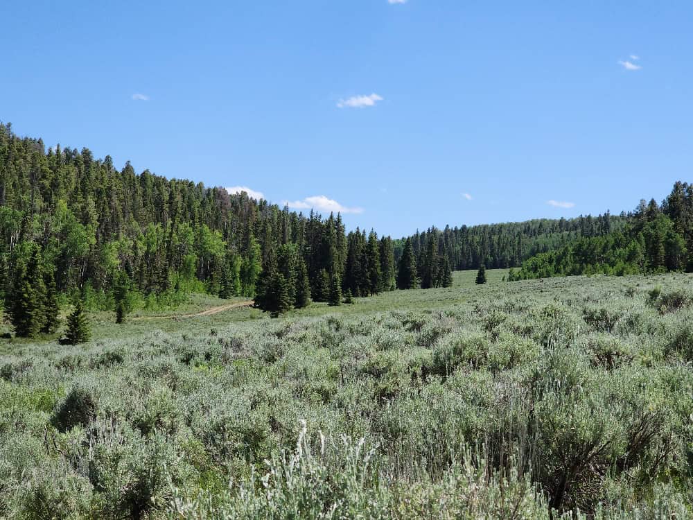 40 Acres in Powderhorn, CO