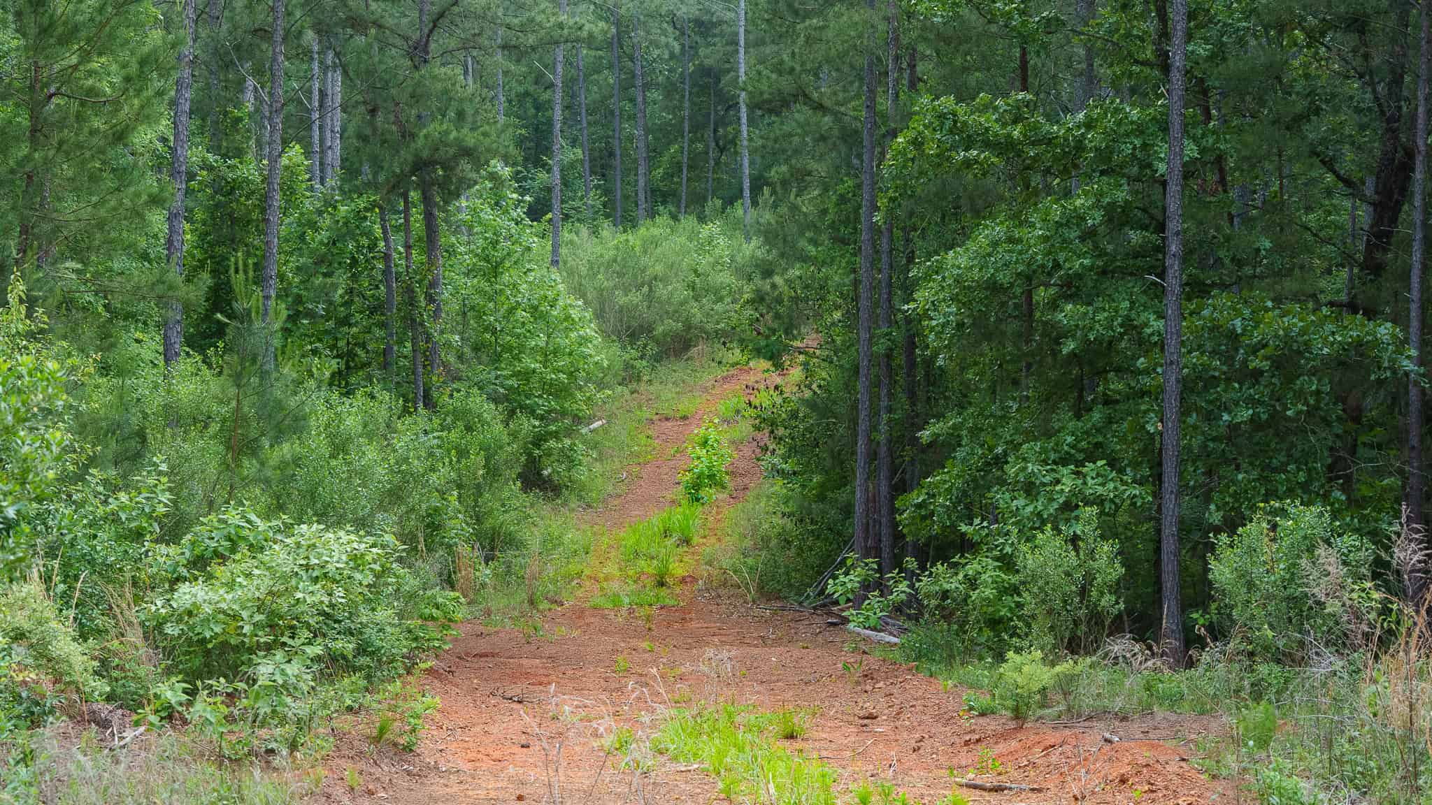 Premier East Texas Hunting & Timberland for Sale – 699 Acres in Ben Wheeler, TX
