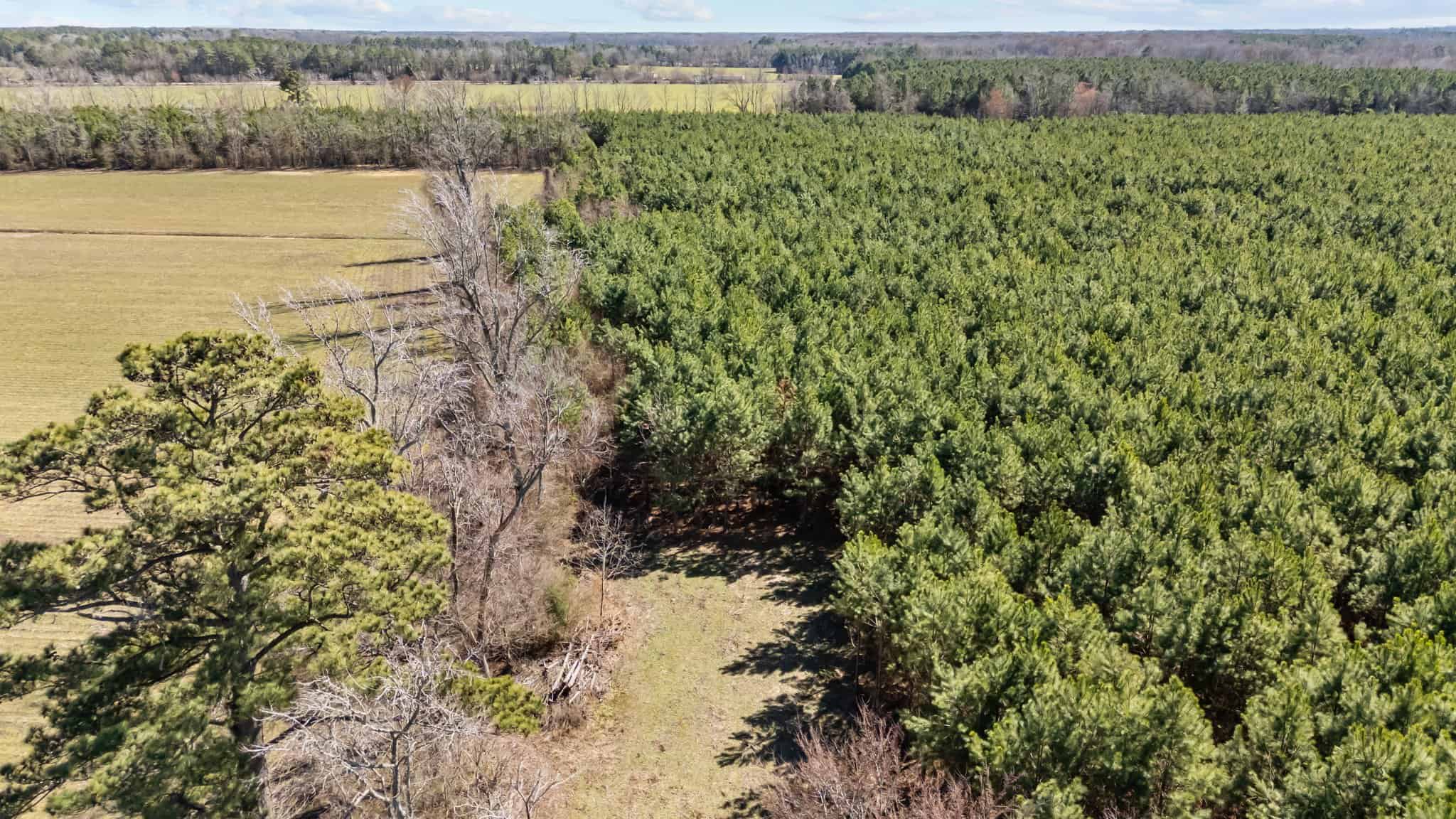 56 Acres of Hunting Property in Bertie County, NC