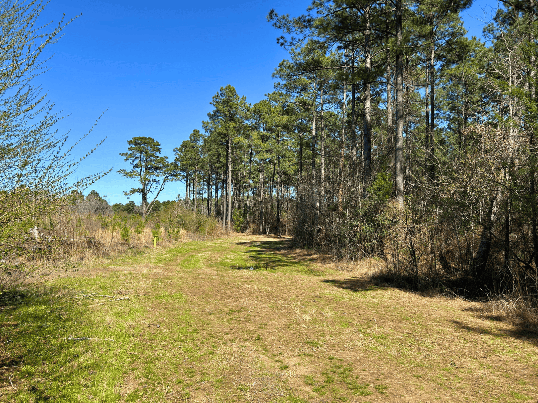 East Texas Timberland Investment & Hunting Tract