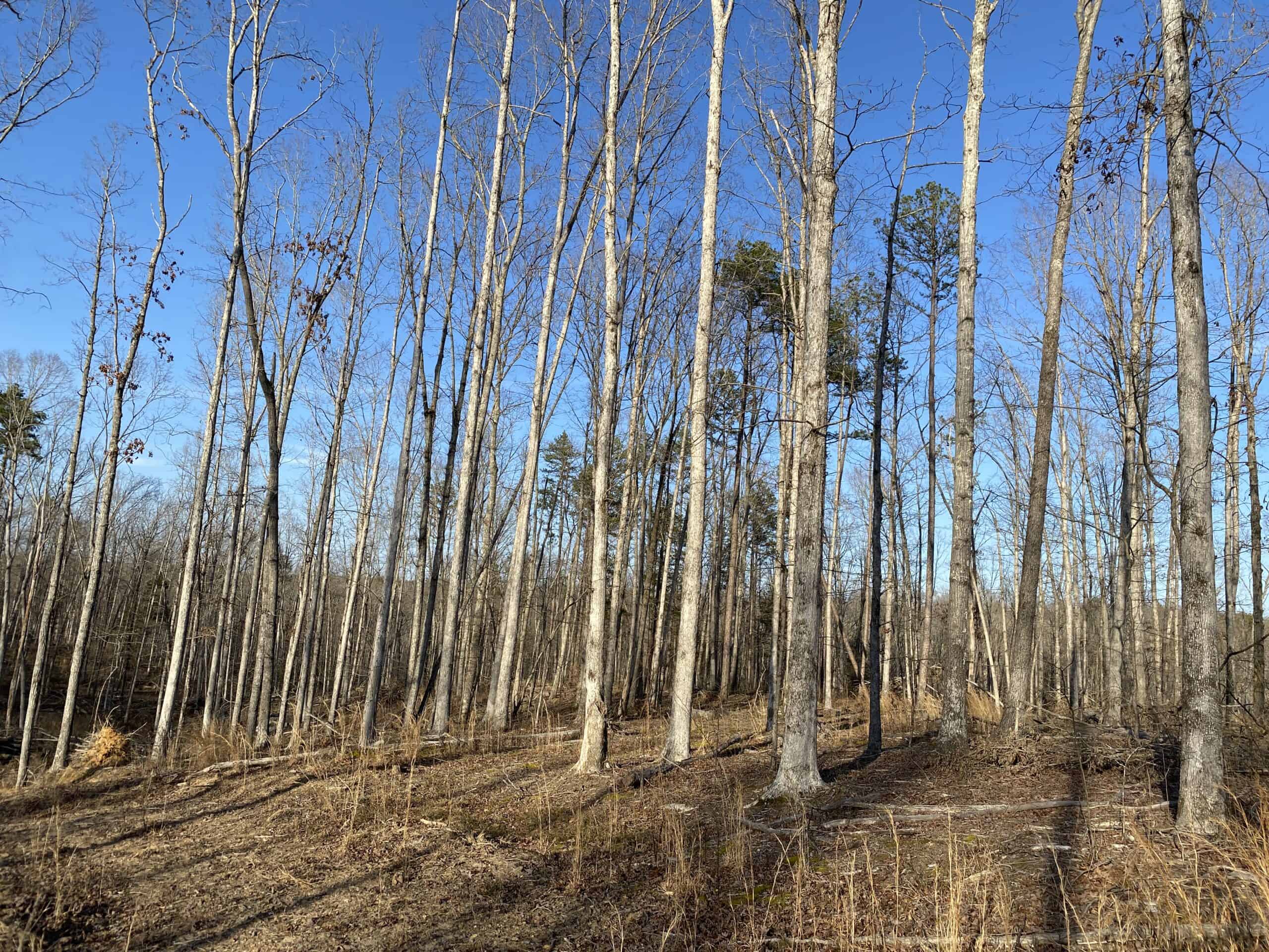 HUNTING PROPERTY FOR SALE IN TN, ROCK BOTTOM CREEKS & 5 FIELDS