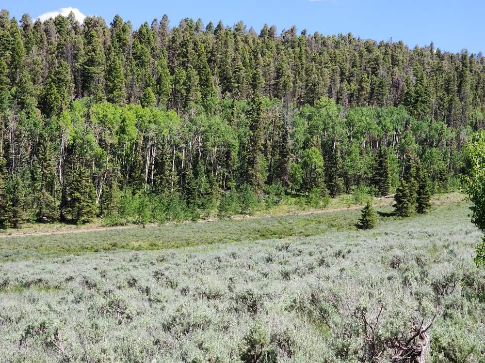 40 Acres in Powderhorn, CO