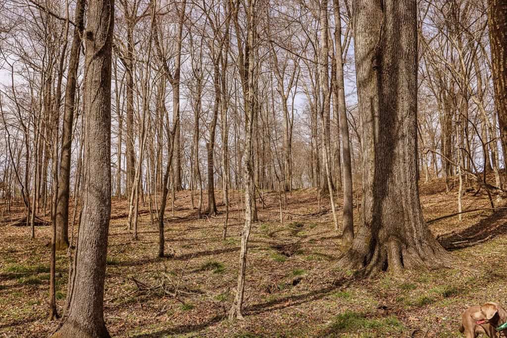 Land for Sale in Warren County, MS