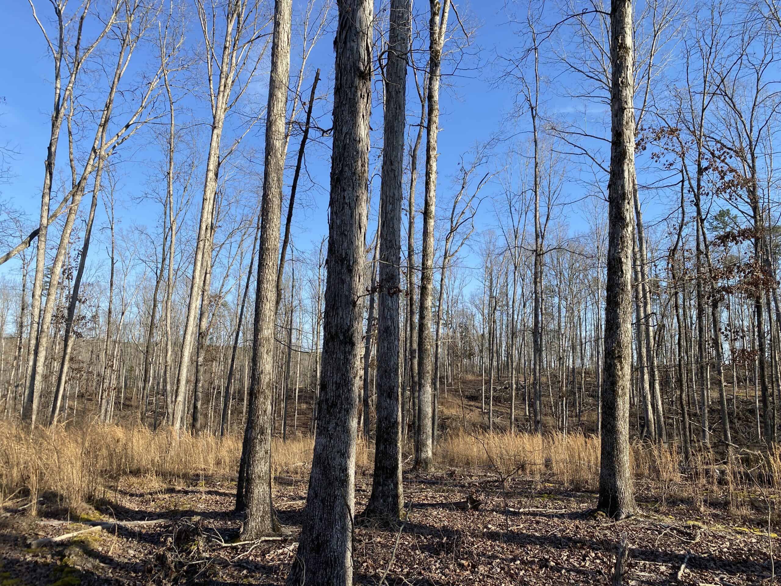 HUNTING PROPERTY FOR SALE IN TN, ROCK BOTTOM CREEKS & 5 FIELDS