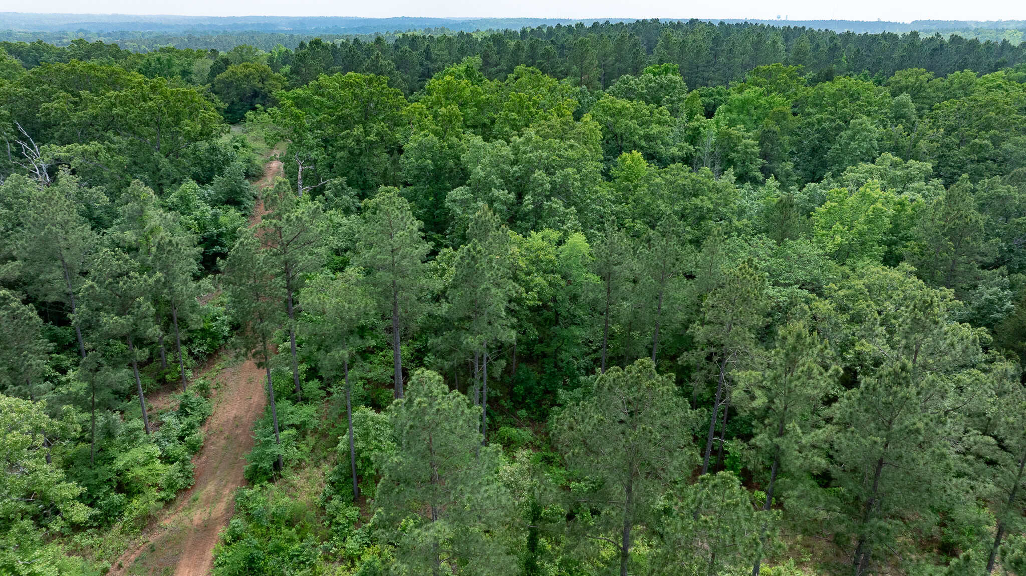 Premier East Texas Hunting & Timberland for Sale – 699 Acres in Ben Wheeler, TX