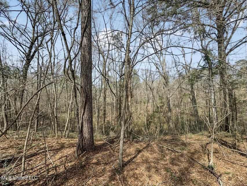 20 Acres and Cabin Adjoining Homochitto National Forest