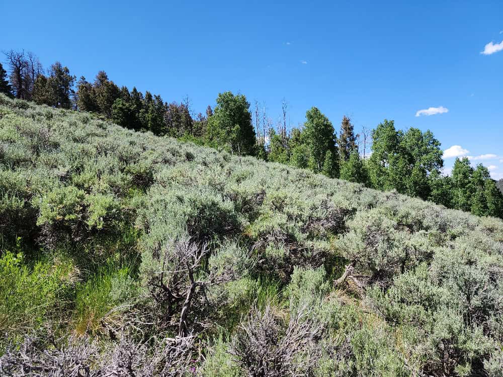 40 Acres in Powderhorn, CO