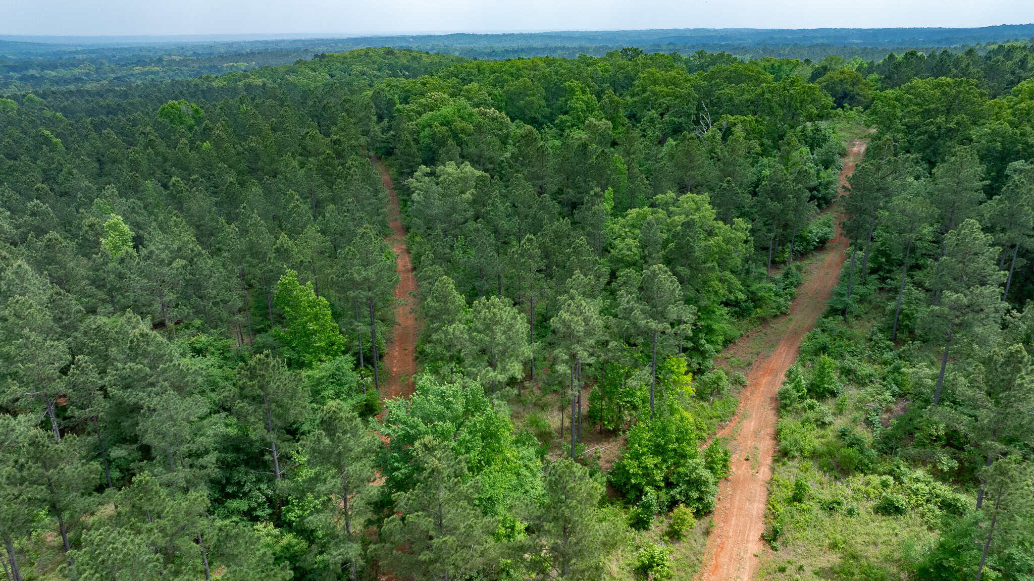 Premier East Texas Hunting & Timberland for Sale – 699 Acres in Ben Wheeler, TX