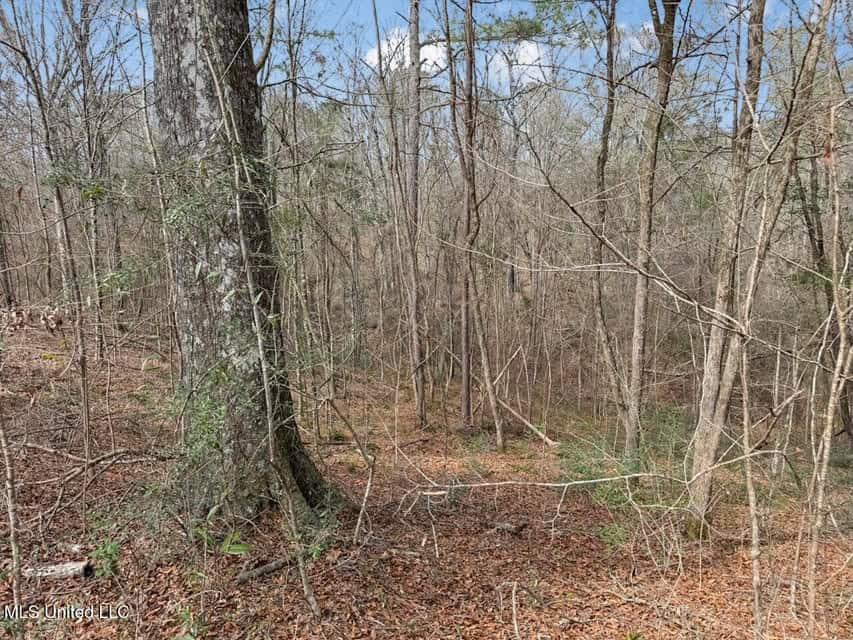 20 Acres and Cabin Adjoining Homochitto National Forest