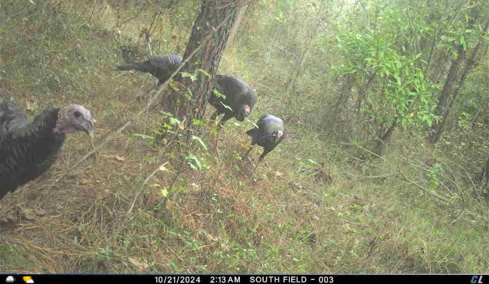 56 Acres of Hunting Property in Bertie County, NC