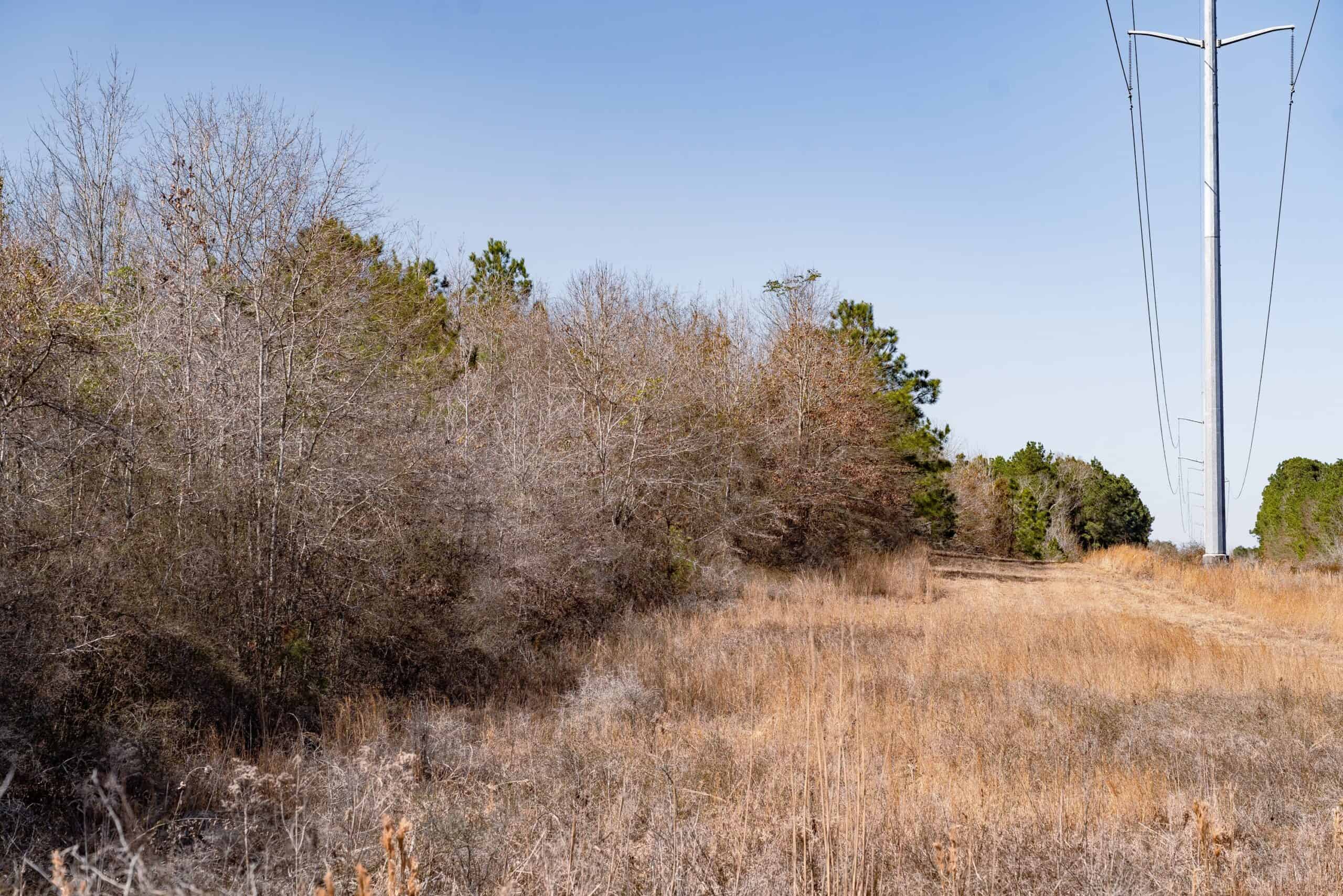 Woodville 54 – SW Lincoln Parish Timber Tract