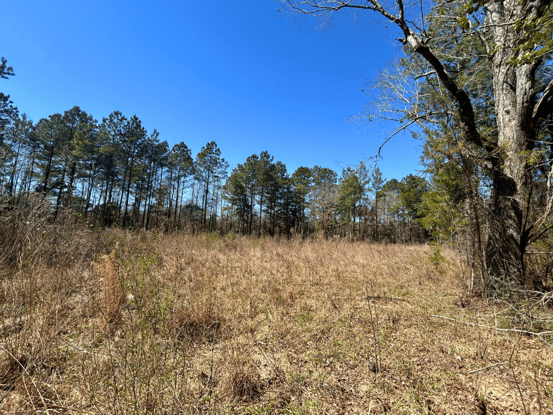 Secluded Timber Homestead in Linden, Texas