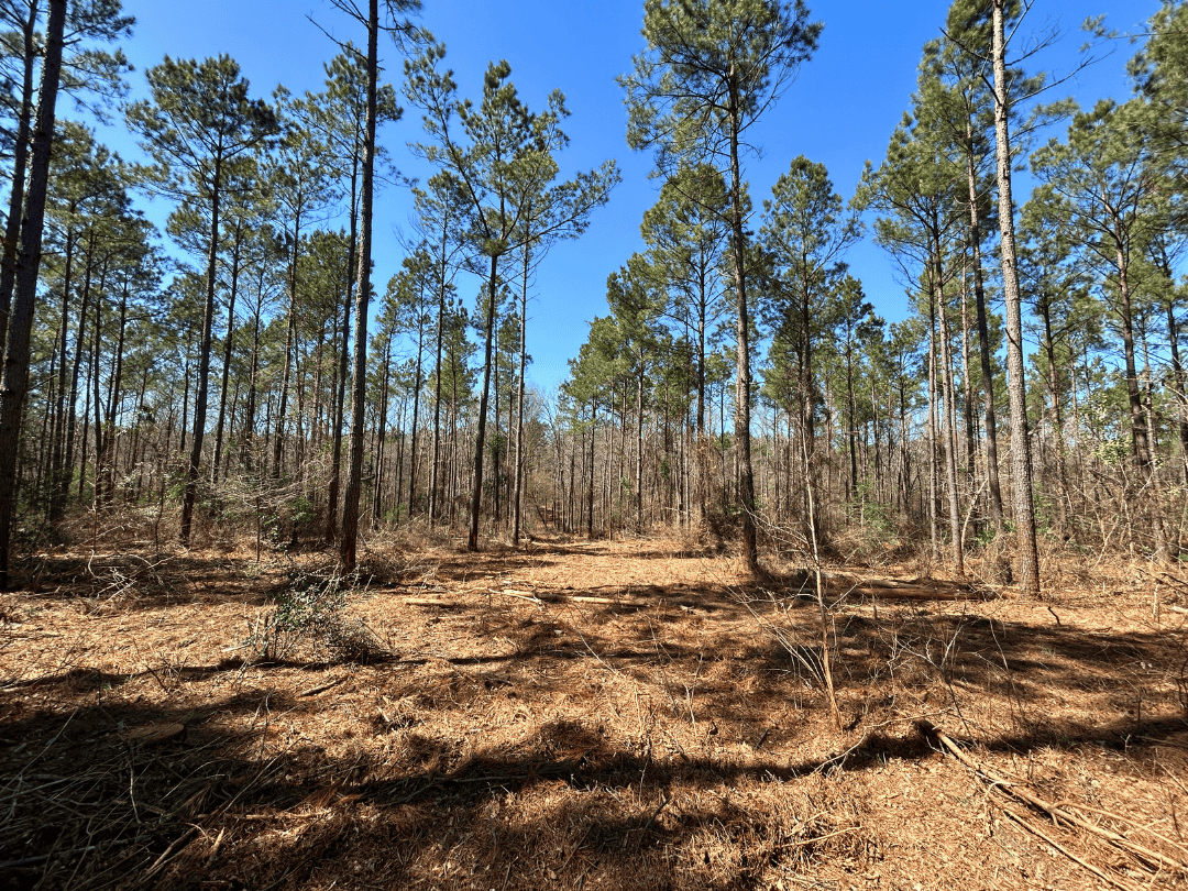 East Texas Land For Sale – Timber Investment & Hunting Property
