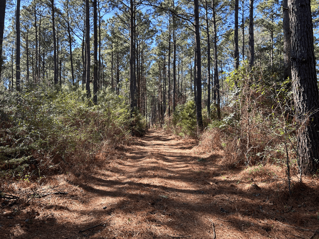 East Texas Timberland Investment & Hunting Tract