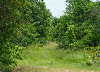 Premier East Texas Hunting & Timberland for Sale – 699 Acres in Ben Wheeler, TX