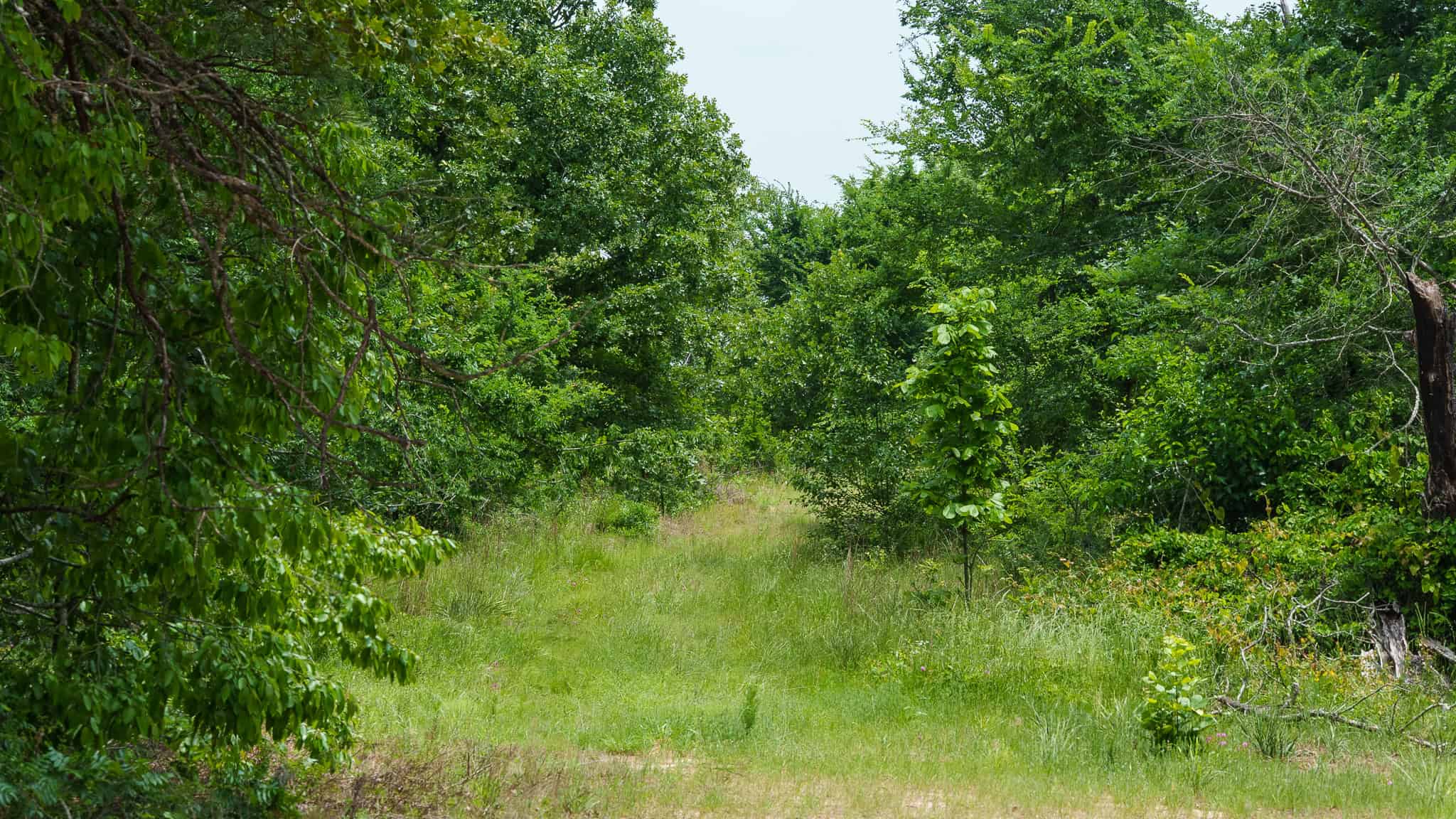 Premier East Texas Hunting & Timberland for Sale – 699 Acres in Ben Wheeler, TX