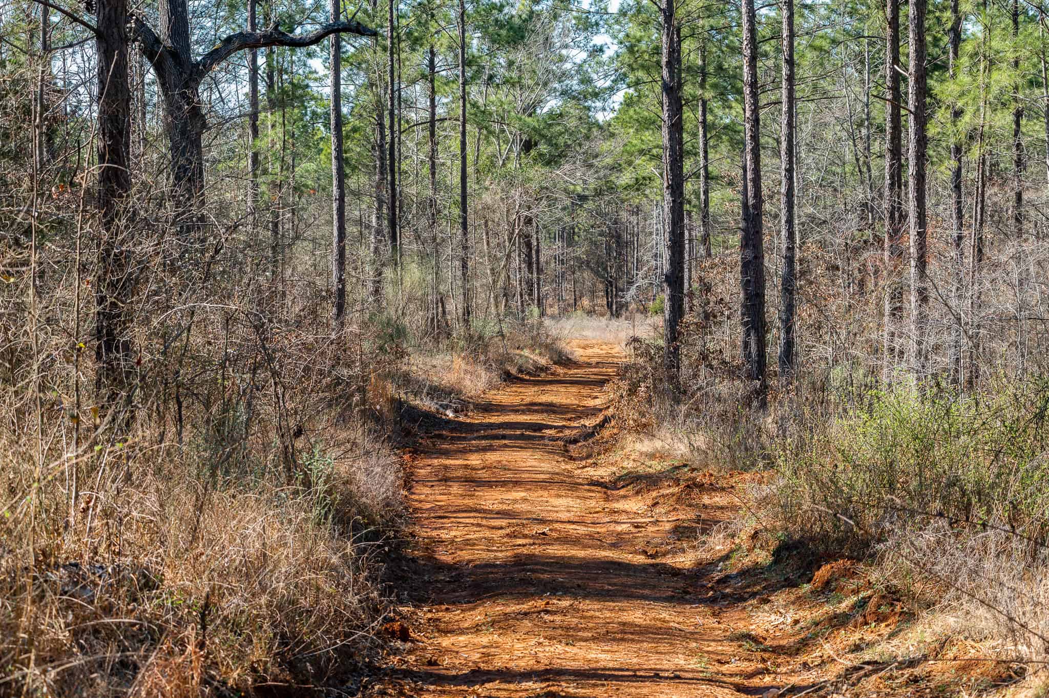 Premier East Texas Hunting & Timberland for Sale – 699 Acres in Ben Wheeler, TX