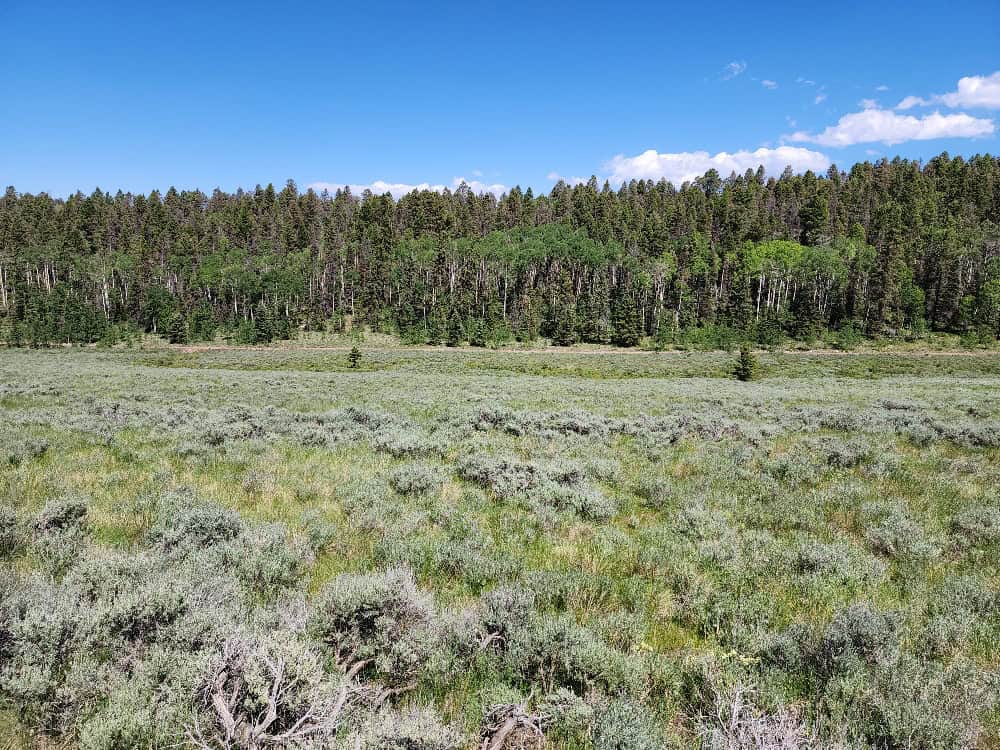 40 Acres in Powderhorn, CO