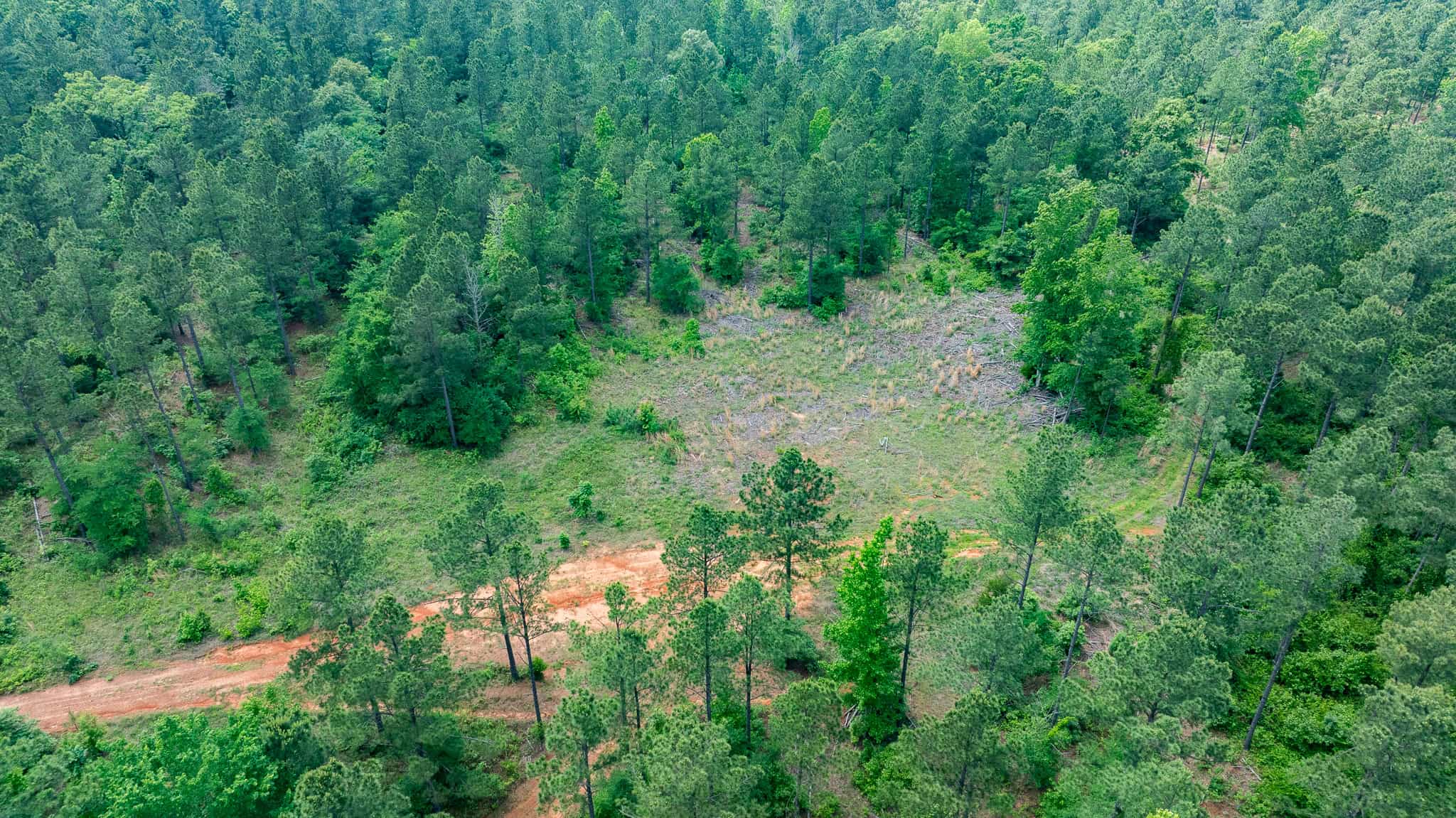 Premier East Texas Hunting & Timberland for Sale – 699 Acres in Ben Wheeler, TX