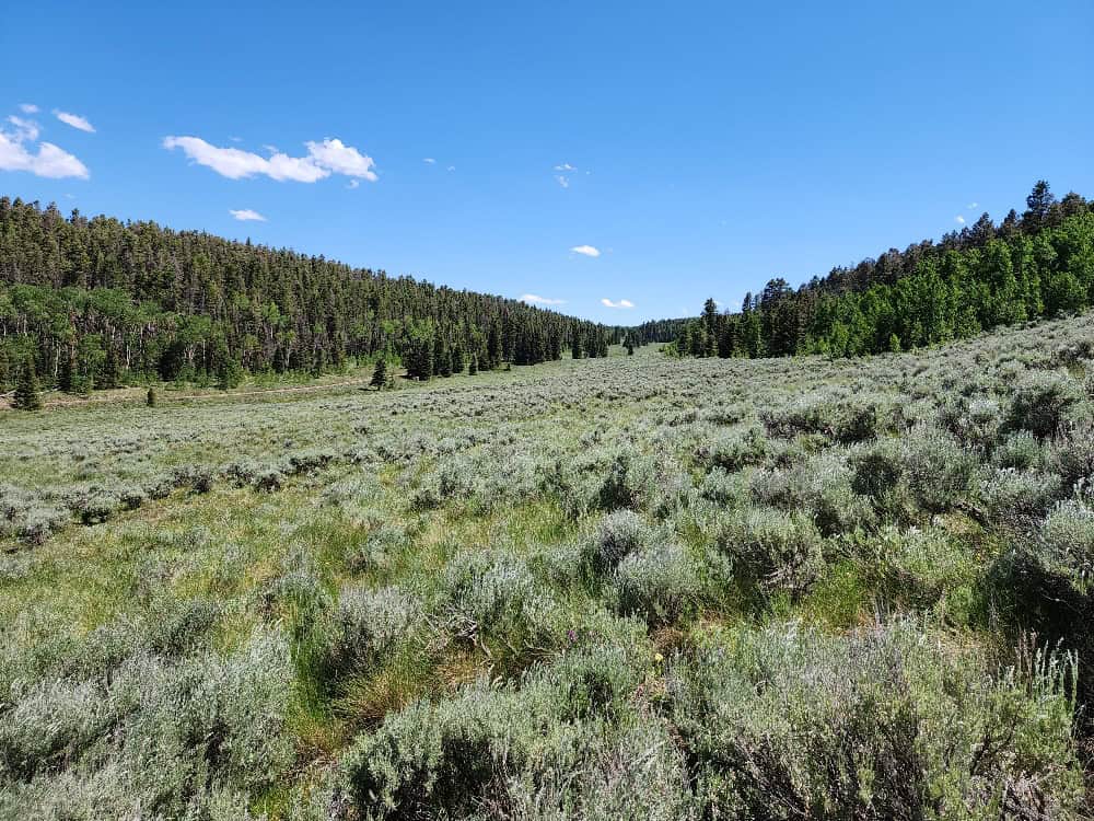 40 Acres in Powderhorn, CO